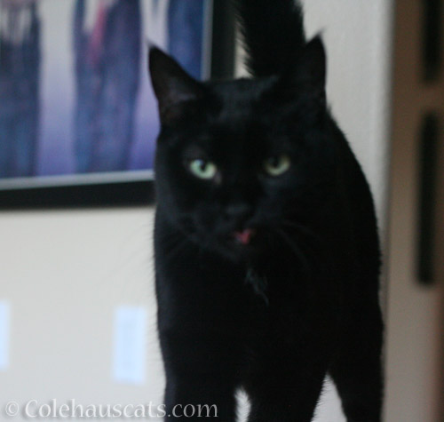 Olivia's Blooper Blep © Colehauscats.com