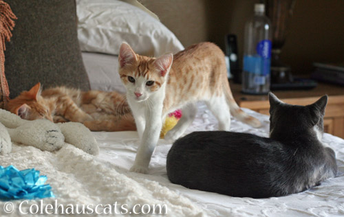 Young Pia, Quint and Tessa, 2012 © Colehauscats.com