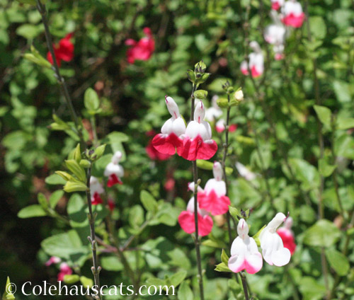 One of the hummingbirds favorite flower © Colehauscats.com