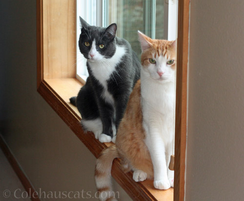 Tessa and Quint © Colehauscats.com