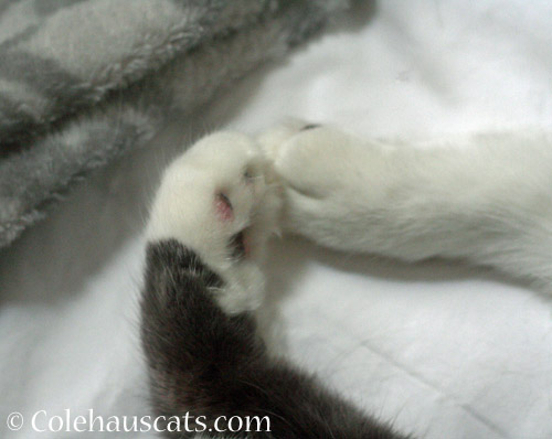 Toebeans © Colehauscats.com