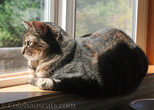 A sun bath for the birthday girl © Colehauscats.com