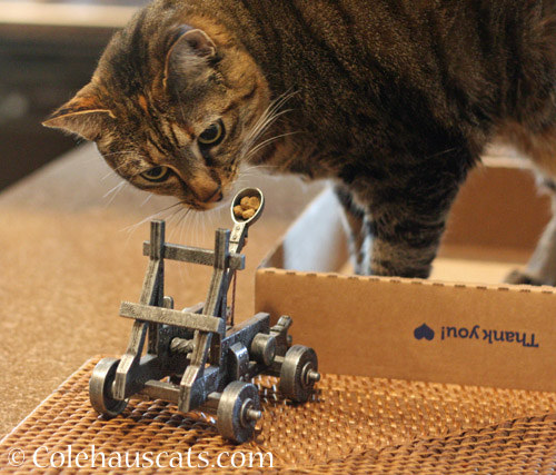 Because every cat needs their own Trebuchet © Colehauscats.com