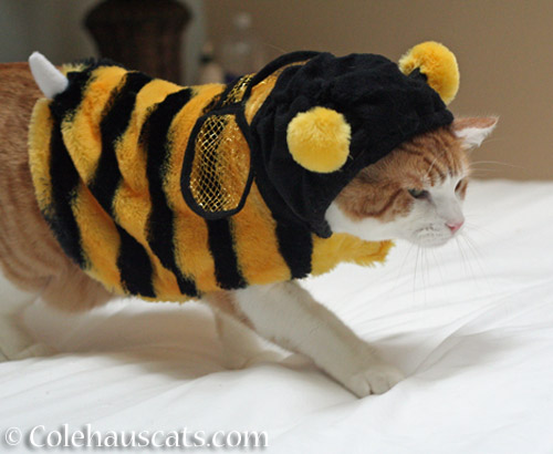 The elusive Quint Bee, October 2019 © Colehauscats.com