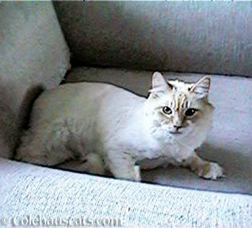 Vince abt. 1998 © Colehauscats.com