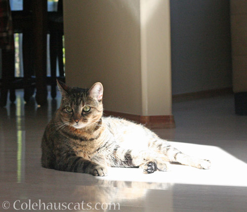 Sunshine © Colehauscats.com