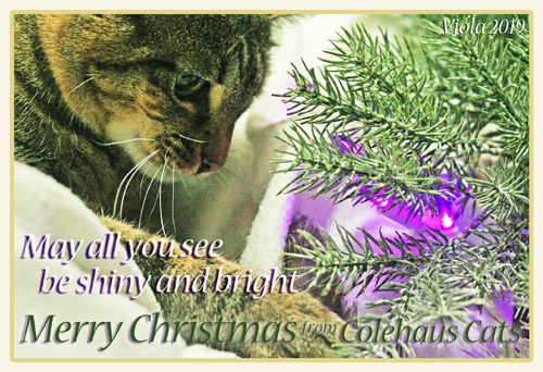 Viola's Colehaus Cats Christmas Card 2019 © Colehauscats.com