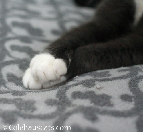 Tessa's murder mittens © Colehauscats.com