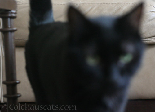 Ah, the ol' 'Can't Photograph Black Cat' trick © Colehauscats.com
