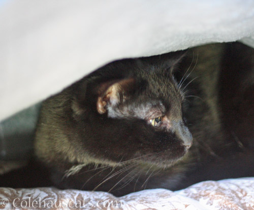 Olivia hides under the covers © Colehauscats.com