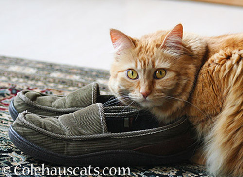 Mom's old slippers © Colehauscats.com