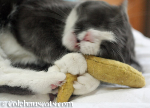Someone sure loves the nip nanner © Colehauscats.com