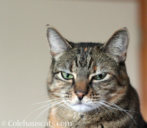 Displeased Viola © Colehauscats.com