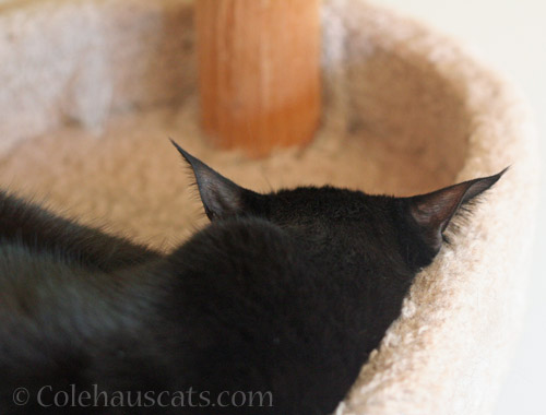 Those long ear tips © Colehauscats.com