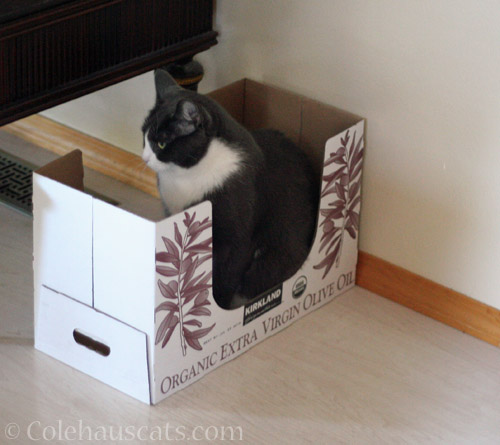 Tessa in a box © Colehauscats.com