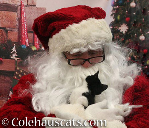 Santa's Kitten and Christmas magic, 2013 © Colehauscats.com