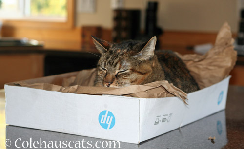 What a great day for a nap in a box © Colehauscats.com