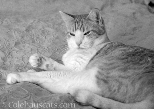 Quint in black & white © Colehauscats.com