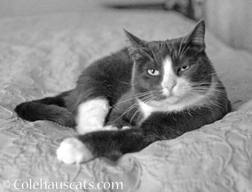 Tessa in black & white © Colehauscats.com