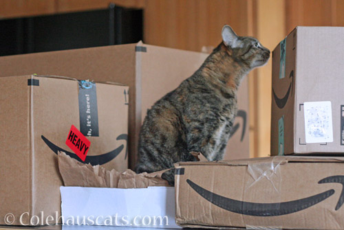 Viola inspecting care packages © Colehauscats.com