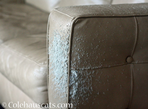 The "furry" pleather couch © Colehauscats.com