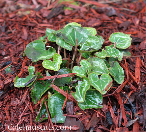 Mom's Cyclamen © Colehauscats.com