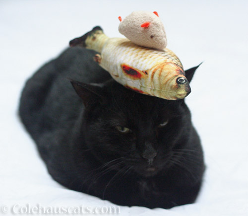 A Perch Mousie hat © Colehauscats.com