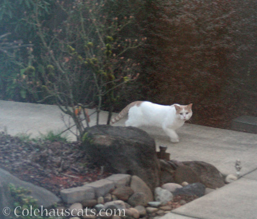 New neighborhood cat? © Colehauscats.com