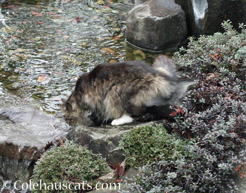 Neighborhood cat Scruffy. January 2020 © Colehauscats.com