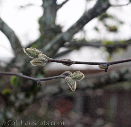 Star Magnolia flower buds © Colehauscats.com