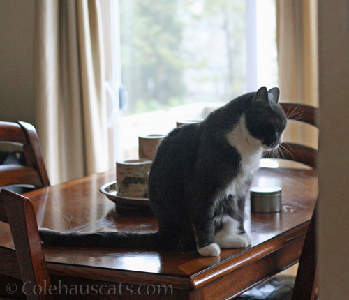 Tessa on forbidden table © Colehauscats.com