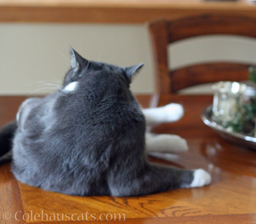 Tessa on forbidden table, again © Colehauscats.com