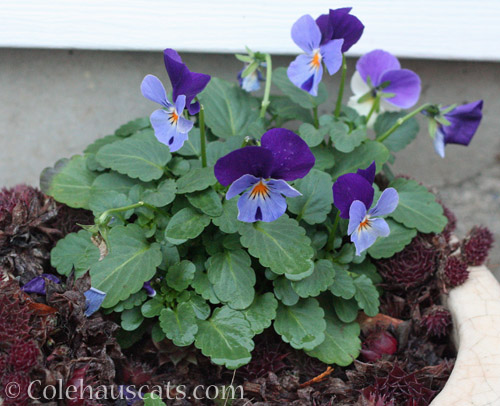 Winter Violas © Colehauscats.com