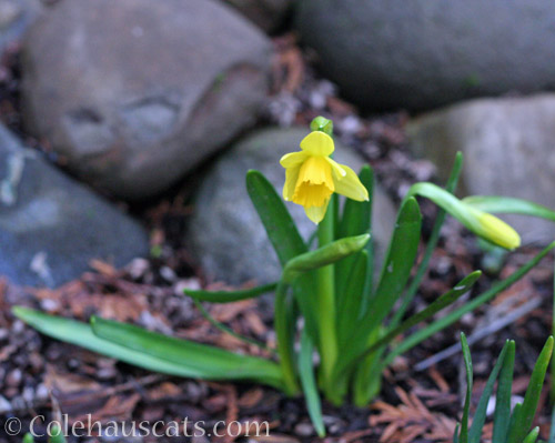 First Daffodil 2020 © Colehauscats.com