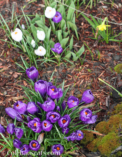 The Multiplying Crocus © Colehauscats.com