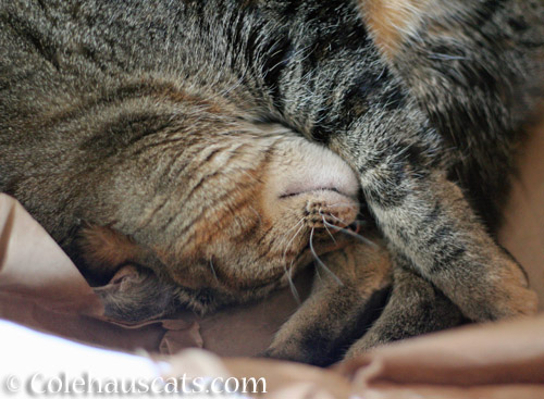 Nap time at last © Colehauscats.com