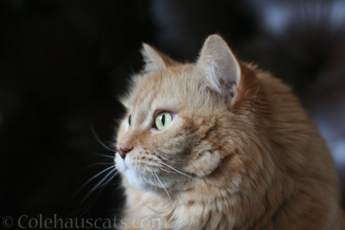 This pretty girl, Pia © Colehauscats.com