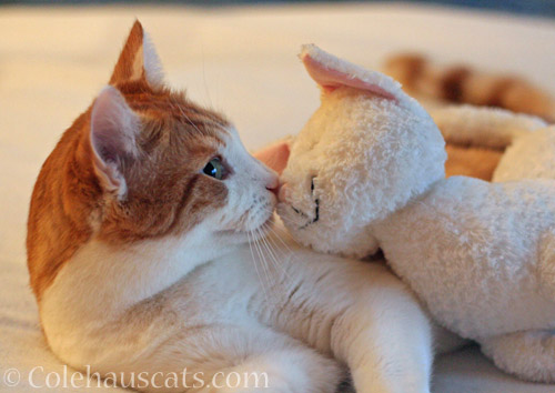 Quint and Floppy Cat © Colehauscats.com