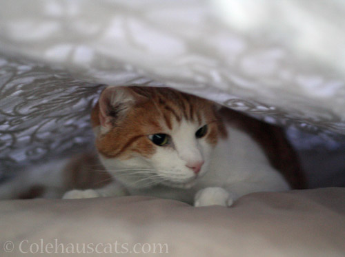 Inside Quint's blanket fort © Colehauscats.com