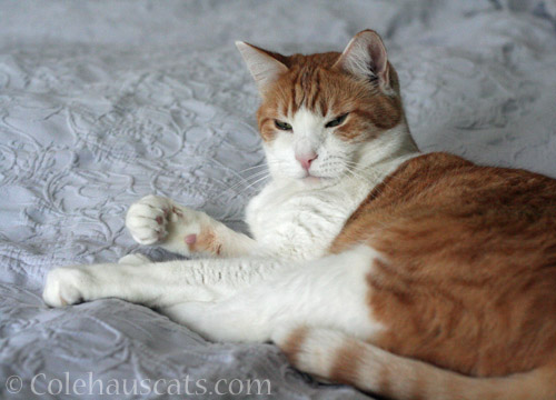Relaxed Quint © Colehauscats.com