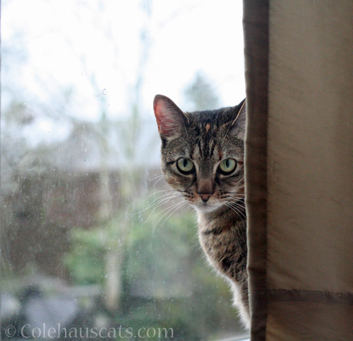 Watching the rain and watching you © Colehauscats.com