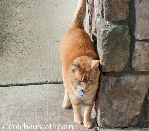 Neighbor cat W © Colehauscats.com