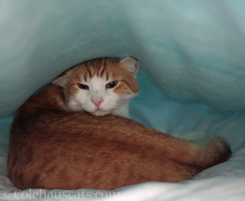 Quint's awesome blanket fort © Colehauscats.com