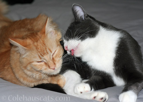 Telling fibs or secrets? © Colehauscats.com