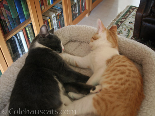 Kittens Tessa and Quint, 2012 © Colehauscats.com