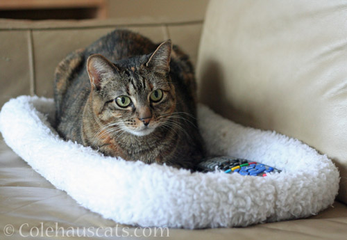 Viola and TV Remote Control © Colehauscats.com