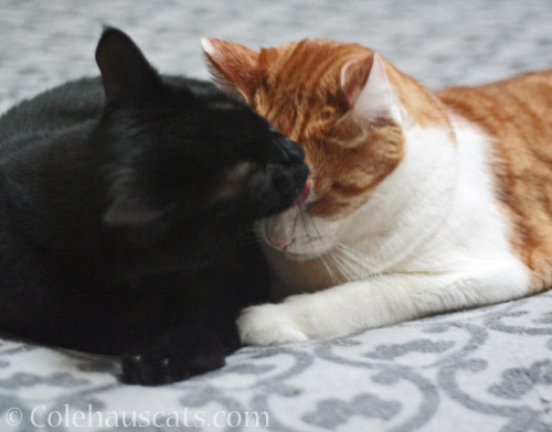 Bath Buddies Olivia and Quint © Colehauscats.com