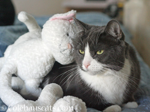 Tessa and Floppy Cat © Colehauscats.com