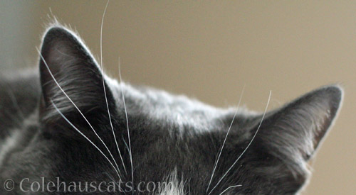 All Ears © Colehauscats.com