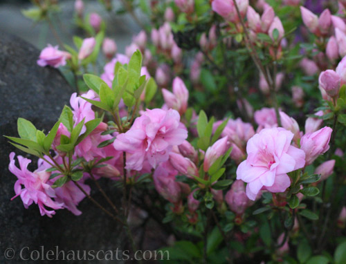 Baby pink Azalea © Colehauscats.com